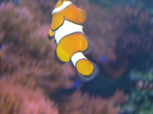 nemo