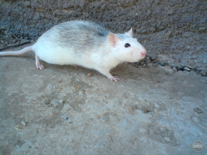 Protón
