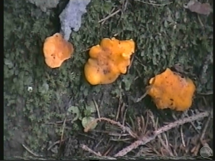 Kuriatka