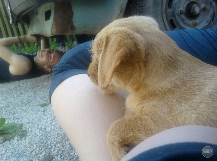 V prvý deň pri auto ... pes môjho strýka .. fotila to kamarátka keď som opravoval smerovku aby sme mohli ísť preniesť auto ku mne domov :-)