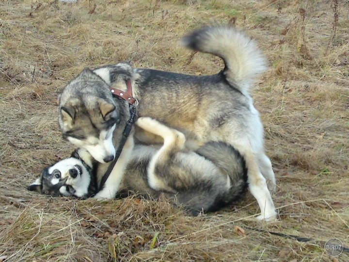 Aliz a Sheila

http://www.facebook.com/Kenai.Fjords
www.kenaifjords.sk