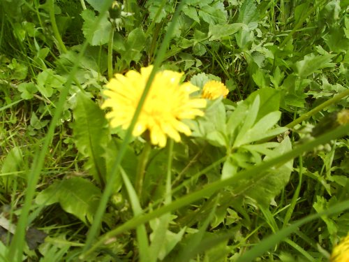 pupava ;) :D