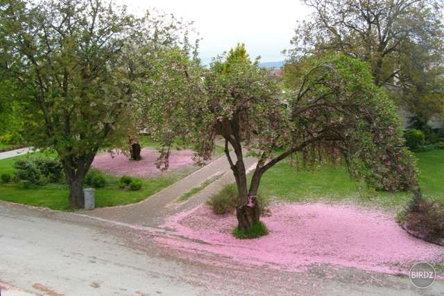 Obrázok