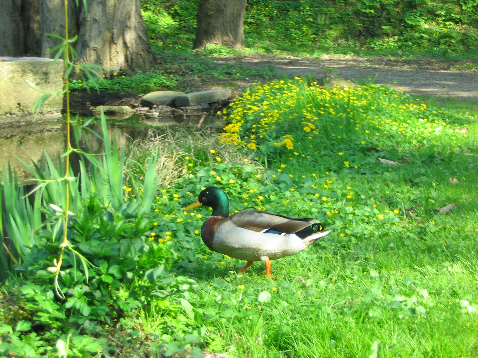 ducker si zomna robil prdel furt.... aj tak ho raz dostanem [chna chna chna chna chna]