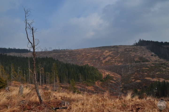 Levočské vrchy