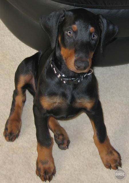 Doberman