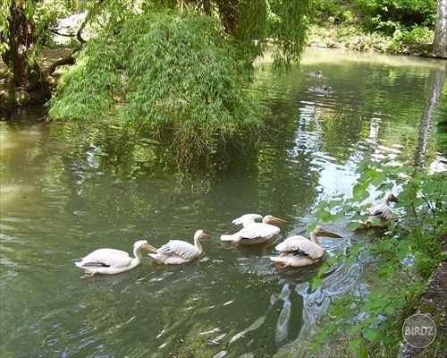 Obrázok