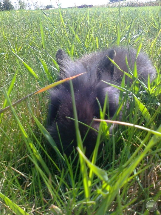 snažil sa maskovať v tráve :D lozil v nej ako taký pes a nakoniec zaľahol a oddychoval :)