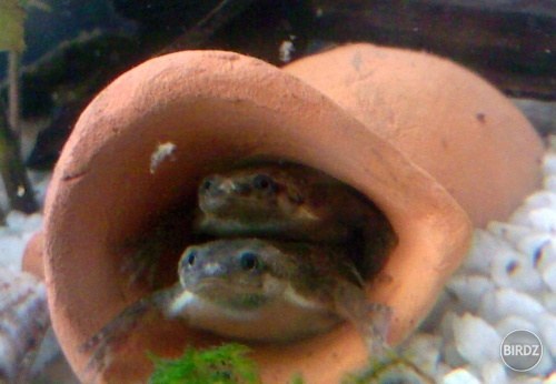 moje maličké úchylné žabky