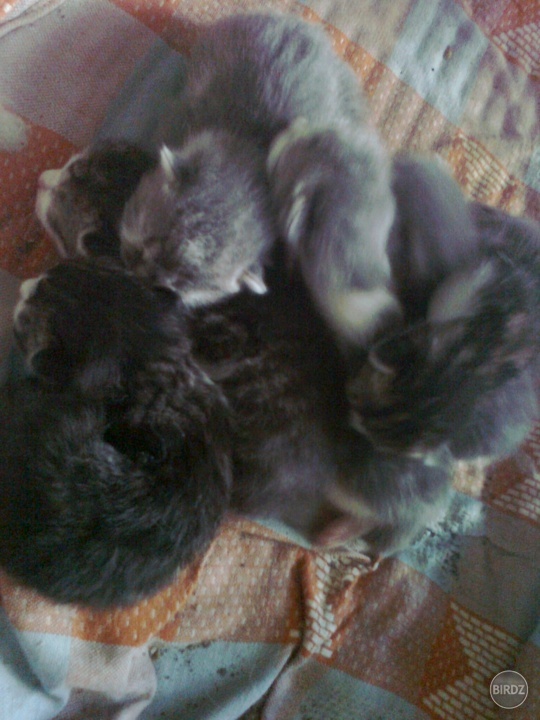babatkaa :)