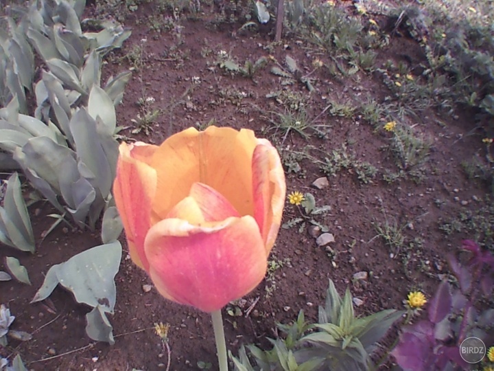 TULIPÁN
