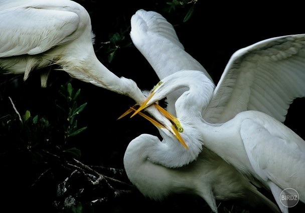 nature...