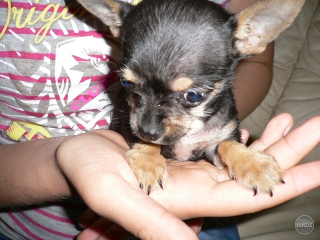 Teodor :D