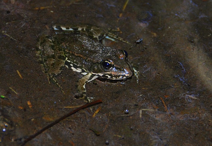 Skokan zelený (Pelophylax esculentus) a kúsok od neho Korčuliarka obyčajná (Gerris lacustris) :) 
Ešte si užívali posledné teplé dni, fotené v CHA Bahná