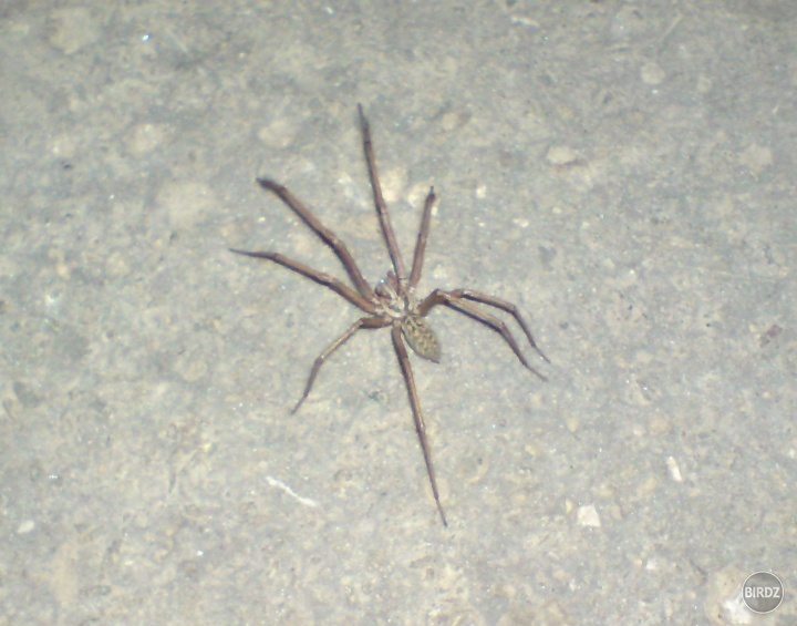 včera som stretol arachnoida