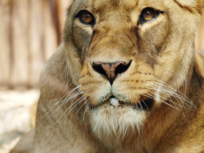 táto kočka bola riadne nasrdená, keď sa k jej výbehu priblížil jeden zamestnanec ZOO...nikto jej nevadil, ale akonáhle sa ukázal ten týpek, tak hotovo..začala na neho revať a nás tam mykalo :D :D 