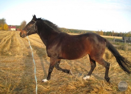 Moony na lonžke