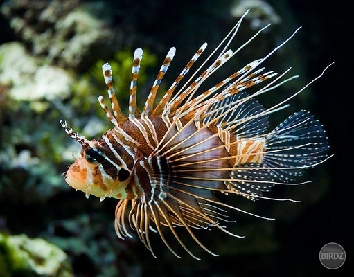 Red lionfish