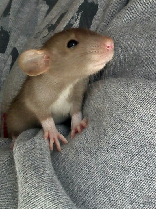 krpec :) 