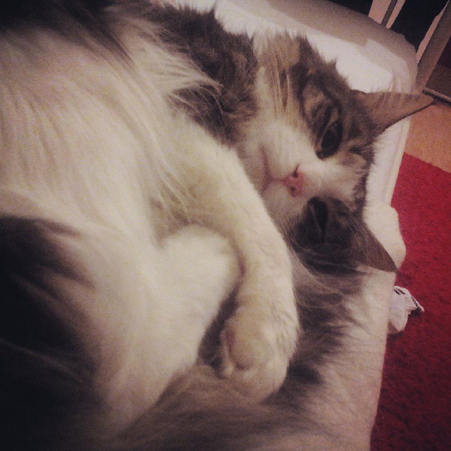 laska