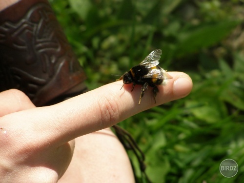 bumblebee :)