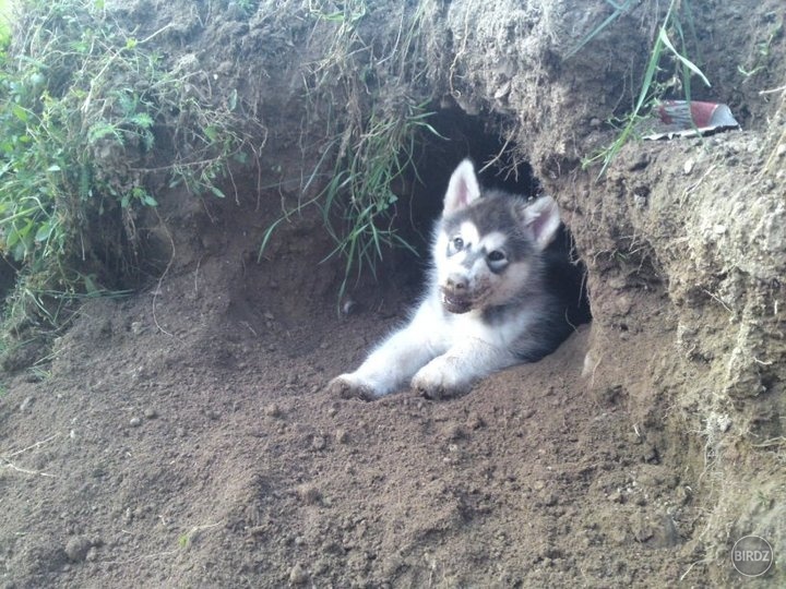 Toto vykopali šťeňatá :D

http://www.facebook.com/Kenai.Fjords
www.kenaifjords.sk
