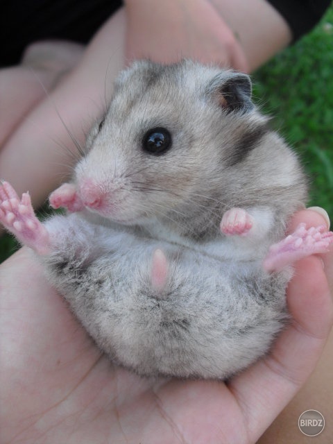 MOjaa:* Mimušš :)