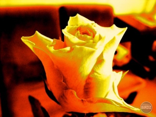 RosenStoltz 02