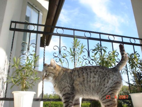 Moja cicca pozzuje :) aky pan taqa cicca