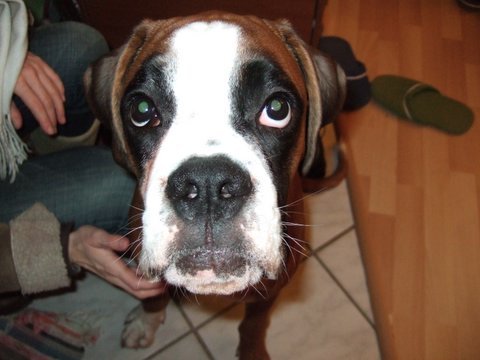 cooper