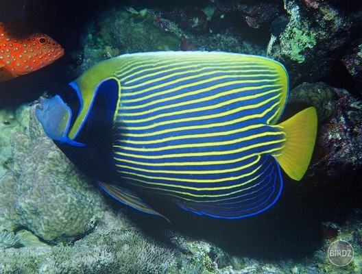 Emperor angelfish