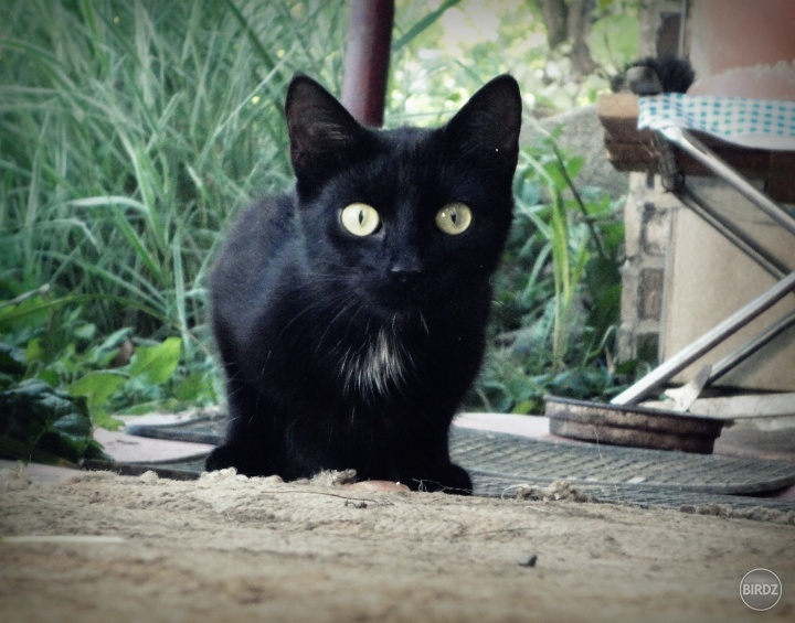 Obrázok