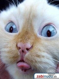 kukukuk :D