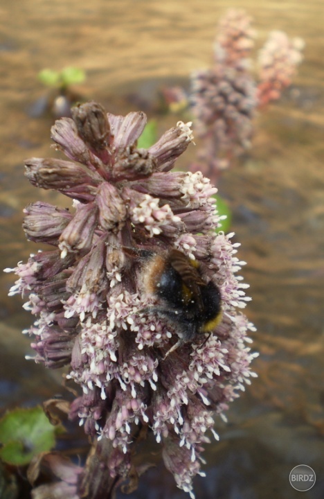 čmeliak zemný - bombus terrestris