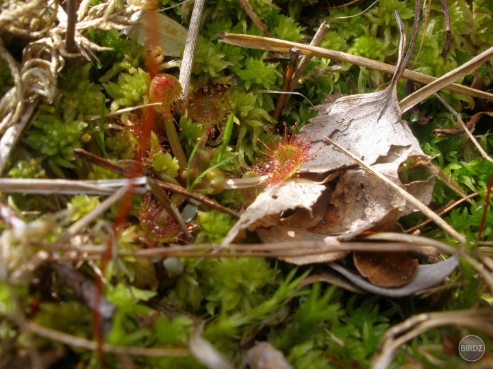 Rosička okrúhlolistá (Drosera rotundifolia) v NPR Rojkov