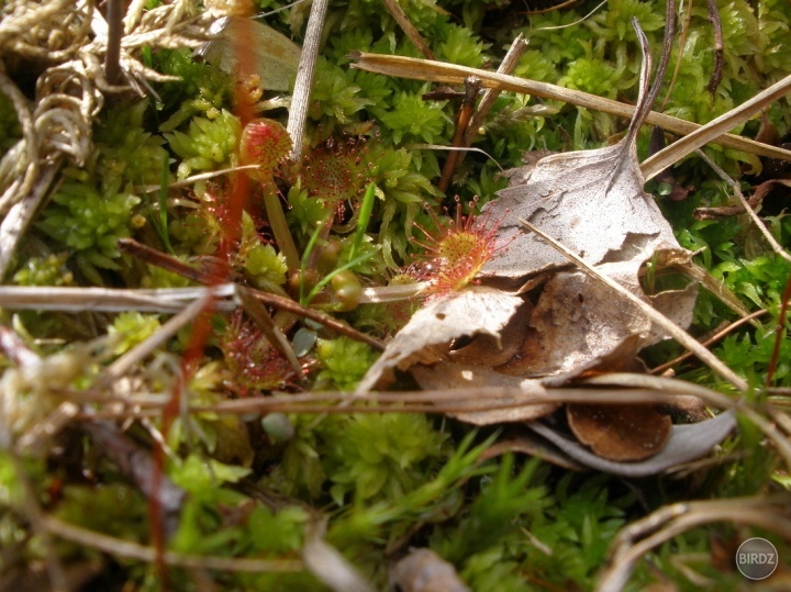 Rosička okrúhlolistá (Drosera rotundifolia) v NPR Rojkov