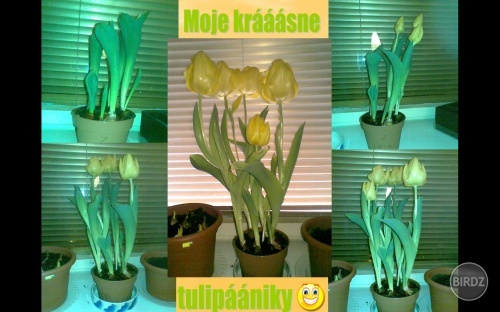Ako mi rástli najúžasnejšie a najkrajšie tulipány na svete, od najúžasnejšieho a najkrajšieho (..a najdrsnejšieho) priateľa na svete..;)))