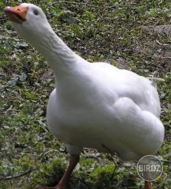 Obrázok