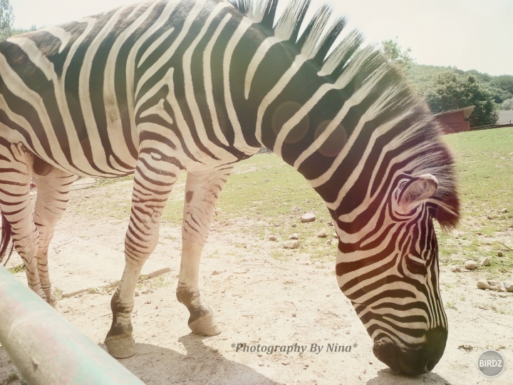 Zebra :)