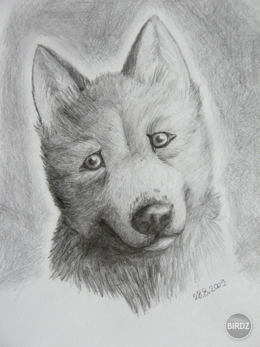 Malý vlk(je to obrázok ale kam inam to mám dať), kreslené pre moju máti ku jej narodeninám.