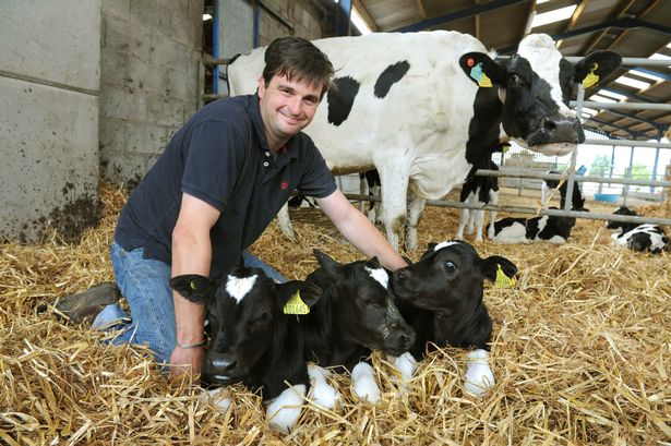 Šťastné teliatká, šťastná mamička kravička, šťastný ujo farmár :-)