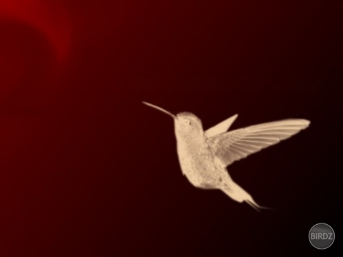 Kolibríček
