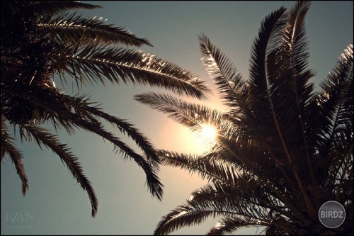 sol entre las palmas.. 