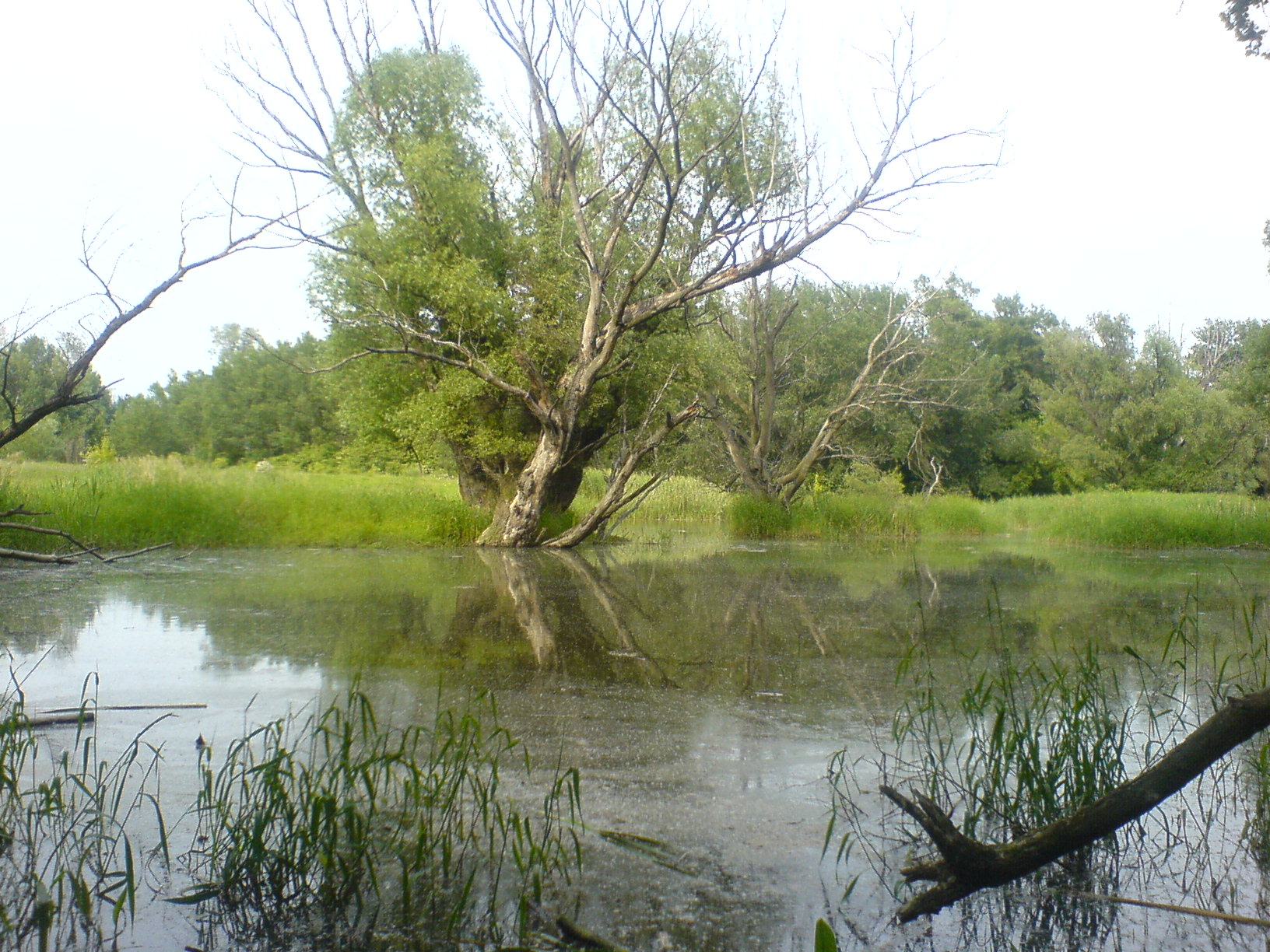 Obrázok