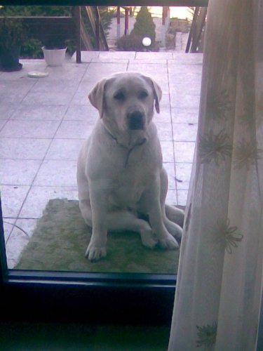 Macenkoooo