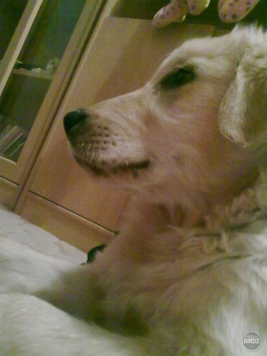 Jediný spôsob, ako získať za peniaze lásku, je zadovážiť si psa. :-*
