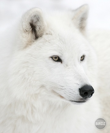 White Arctic Wolf