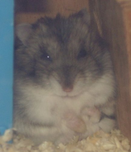 Screchynko