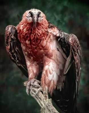 The Bearded Vulture