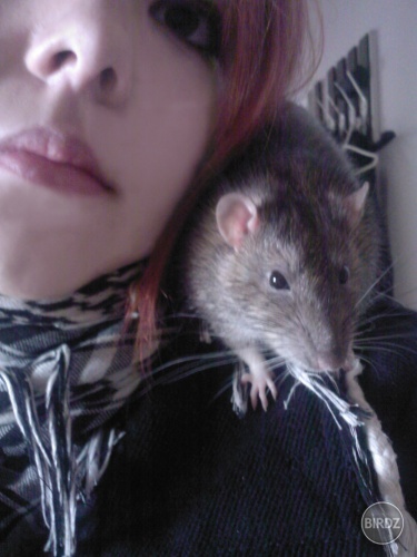 ja a rattus